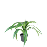 Greenmoods Kunstig Dracaena i Potte UV 50cm