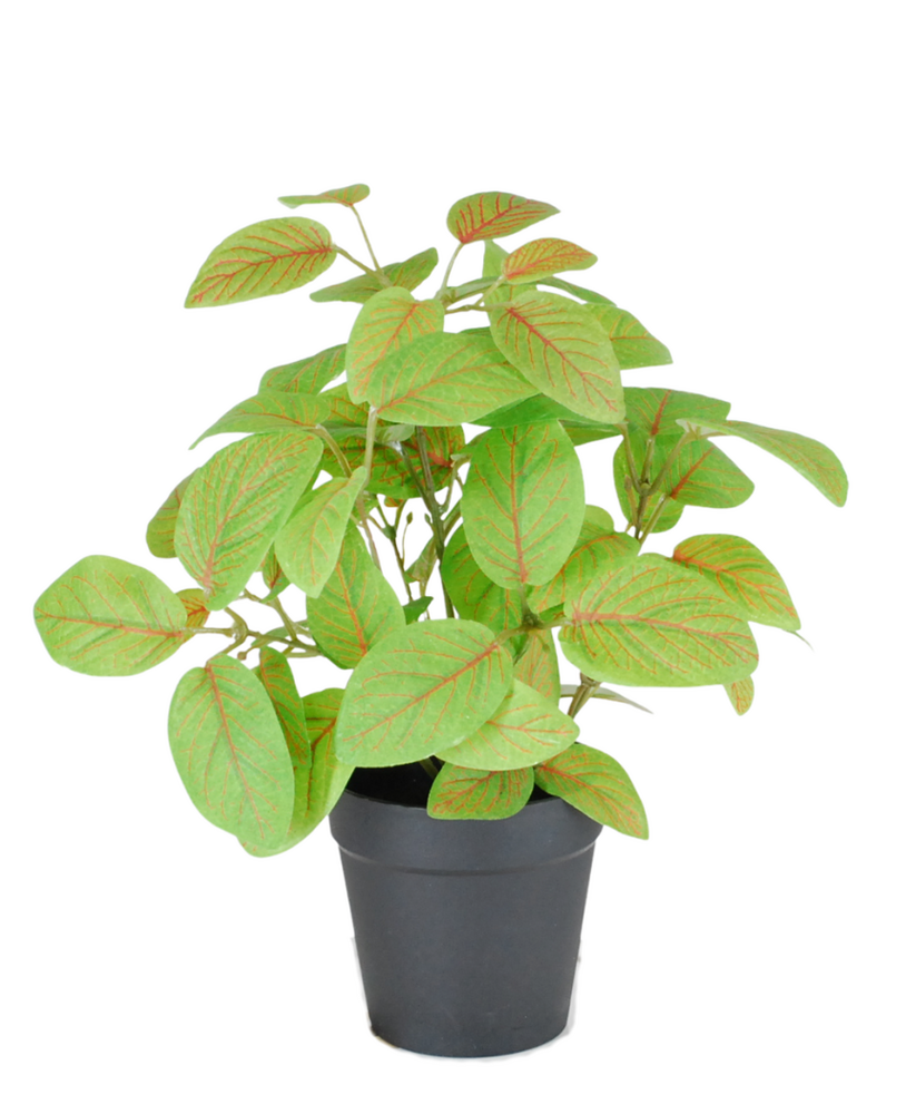 Greenmoods Kunstig Fittonia i Potte UV 25cm