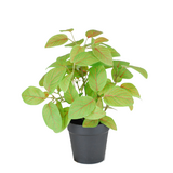 Greenmoods Kunstig Fittonia i Potte UV 25cm