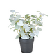 Greenmoods Kunstig Pumila "Silver" i Potte UV 25cm
