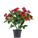 Greenmoods Kunstig Rosebusk i Potte Rød 35cm