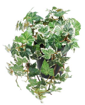 Greenmoods Kunstig Eføy Deluxe Grønnhvit UV i Potte 22cm