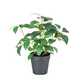 Greenmoods Kunstig Jasminplante i Potte UV 25cm