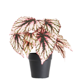 Greenmoods Kunstig Begonia i Potte Lilla UV 25cm