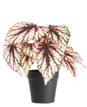 Greenmoods Kunstig Begonia i Potte Lilla UV 25cm