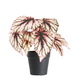Greenmoods Kunstig Begonia i Potte Lilla UV 25cm