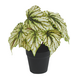 Greenmoods Kunstig Begonia i Potte Grønn UV 25cm