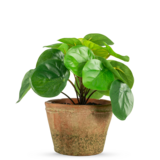 Greenmoods Kunstig Mini Pengeplante i Retropotte UV 15cm