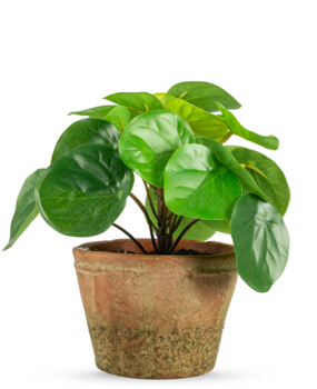 Greenmoods Kunstig Mini Pengeplante i Retropotte UV 15cm