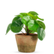 Greenmoods Kunstig Mini Pengeplante i Retropotte UV 15cm