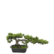 Greenmoods Kunstig Bonsai Tre Furu UV 25 cm