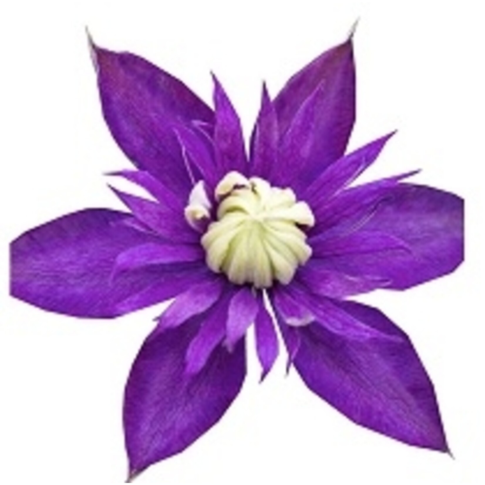 Perfect Plant Clematis Taiga Plant - Set van 2