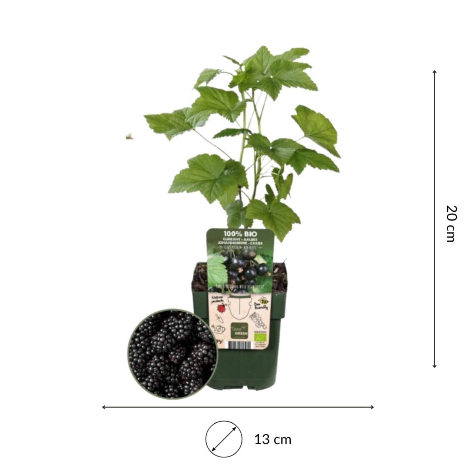 NatureNest Rubus fruticosus Braamplant – 100% Biologische Tuinfruitplanten – 3