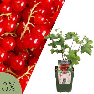 NatureNest Ribes Uva-Crispa Aalbessenplant – 100% Biologische Fruitstruiken – 3