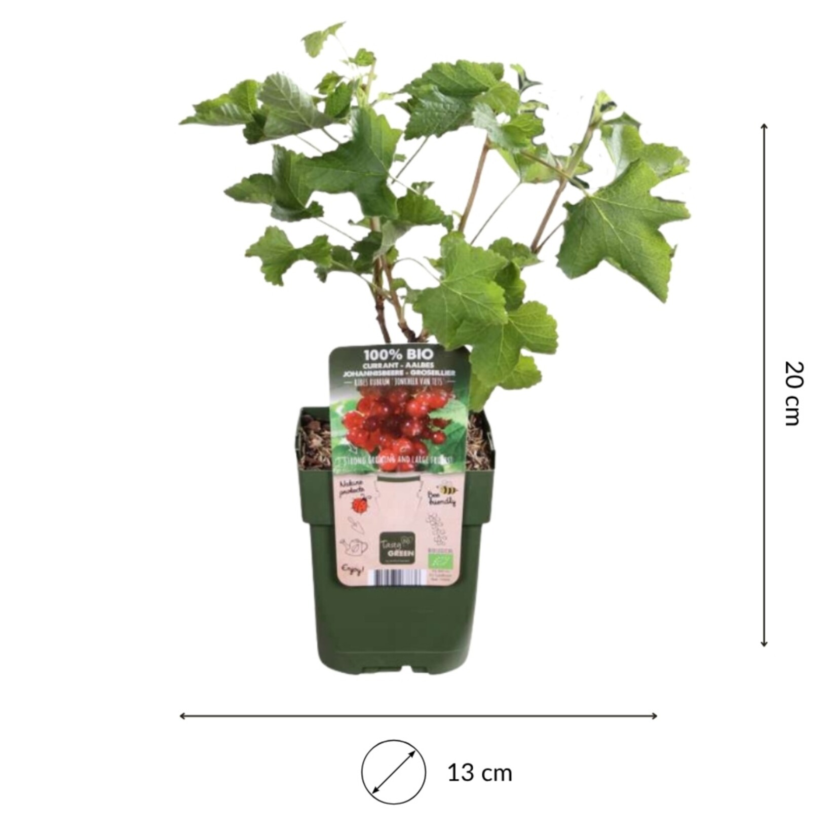 NatureNest Ribes Uva-Crispa Aalbessenplant – 100% Biologische Fruitstruiken – 3