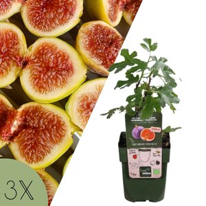 NatureNest Ficus Carica Vijgenboom – 100% Biologisch en Winterhard – 3