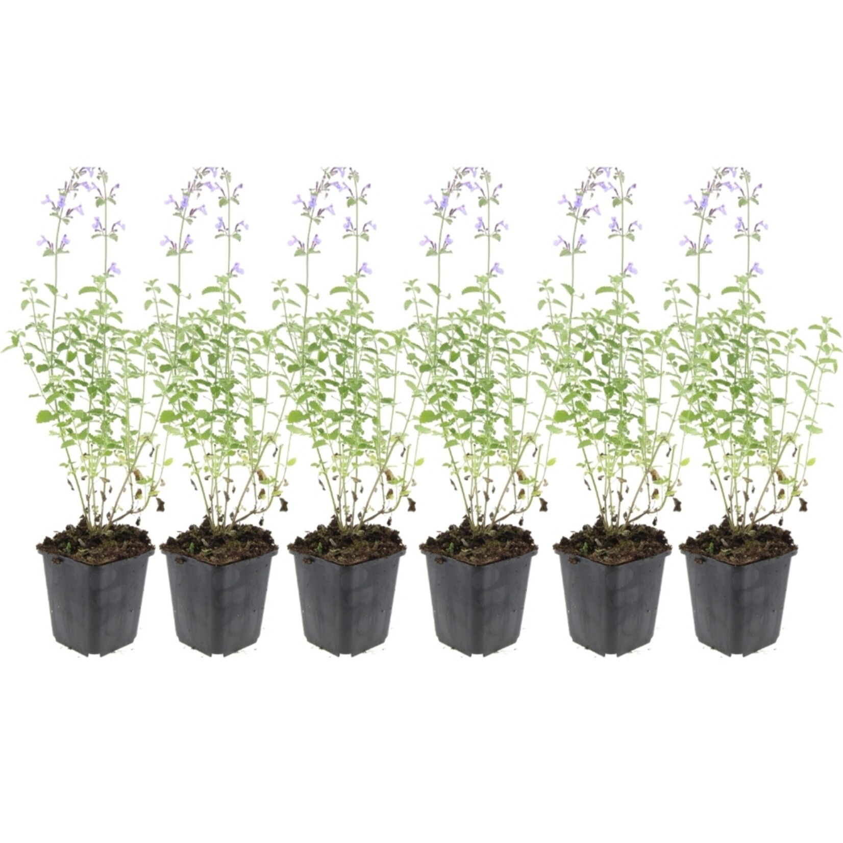 NatureNest Nepeta Walker’s Low Kattenkruid – Bijen en Vlindervriendelijke Tuinplanten – 3