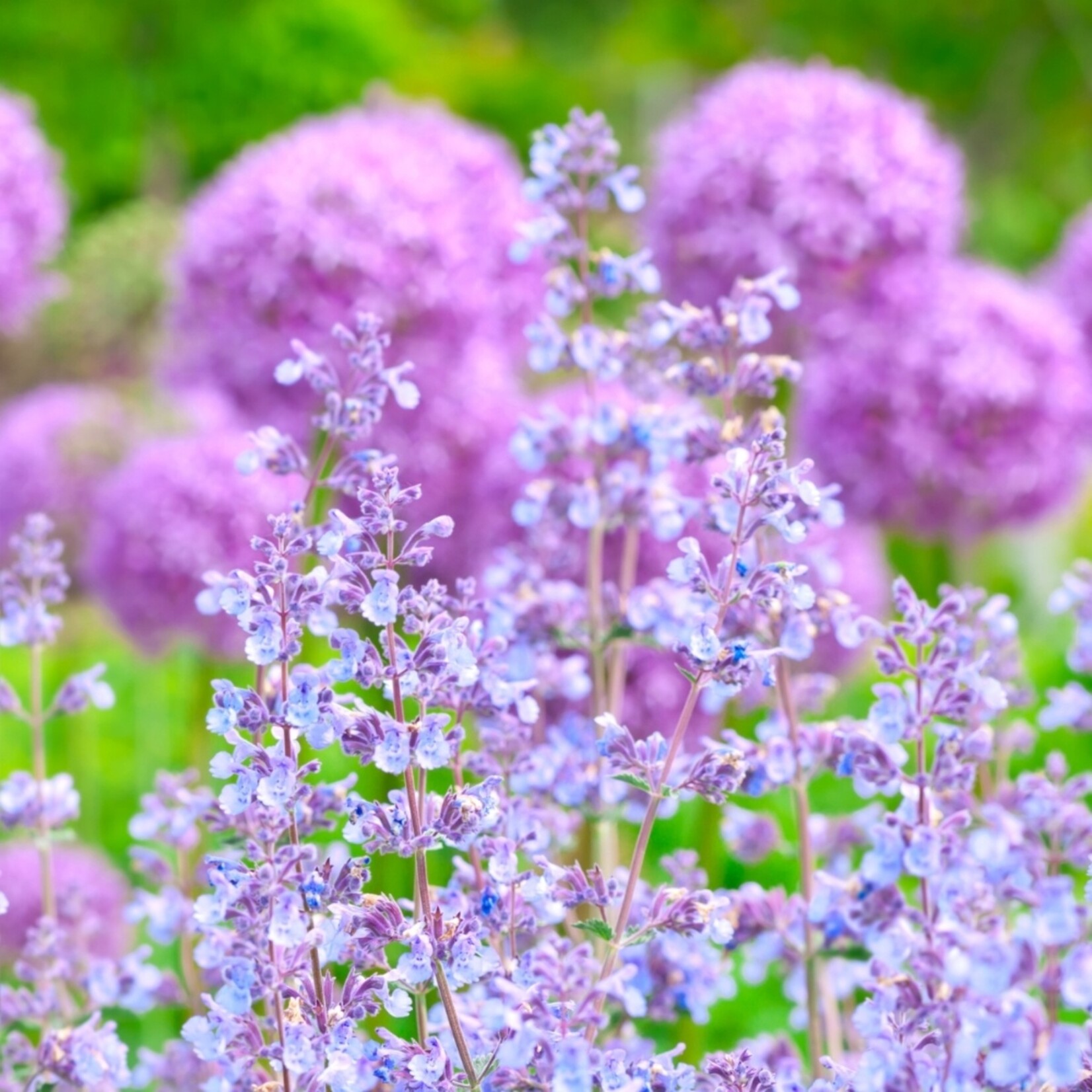 NatureNest Nepeta Walker’s Low Kattenkruid – Bijen en Vlindervriendelijke Tuinplanten – 3
