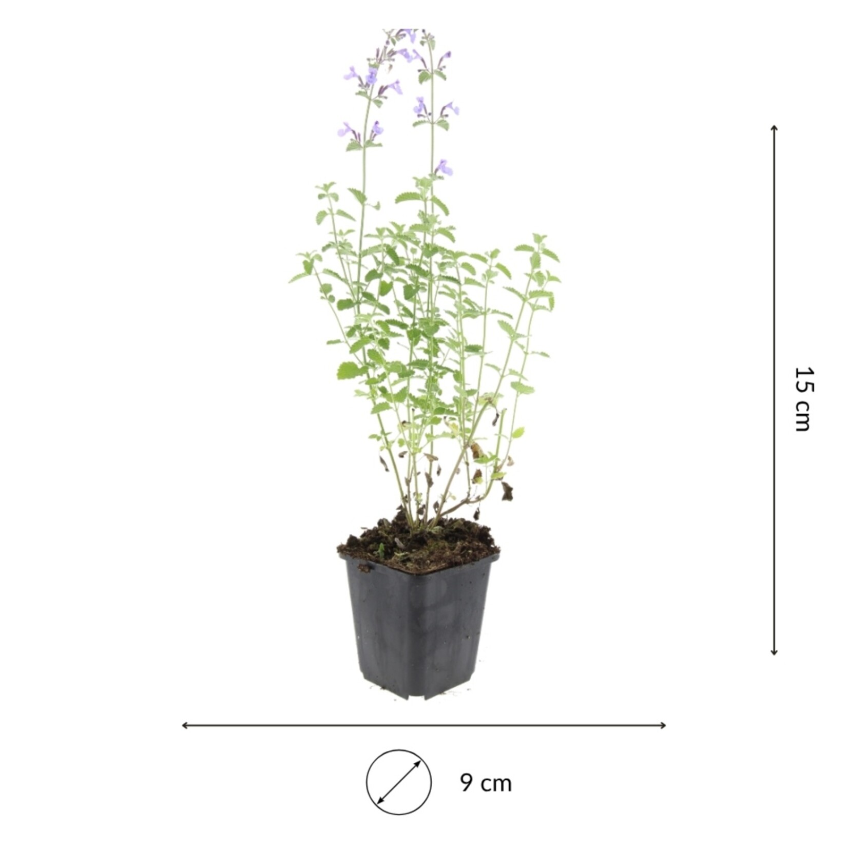 NatureNest Nepeta Walker’s Low Kattenkruid – Bijen en Vlindervriendelijke Tuinplanten – 3