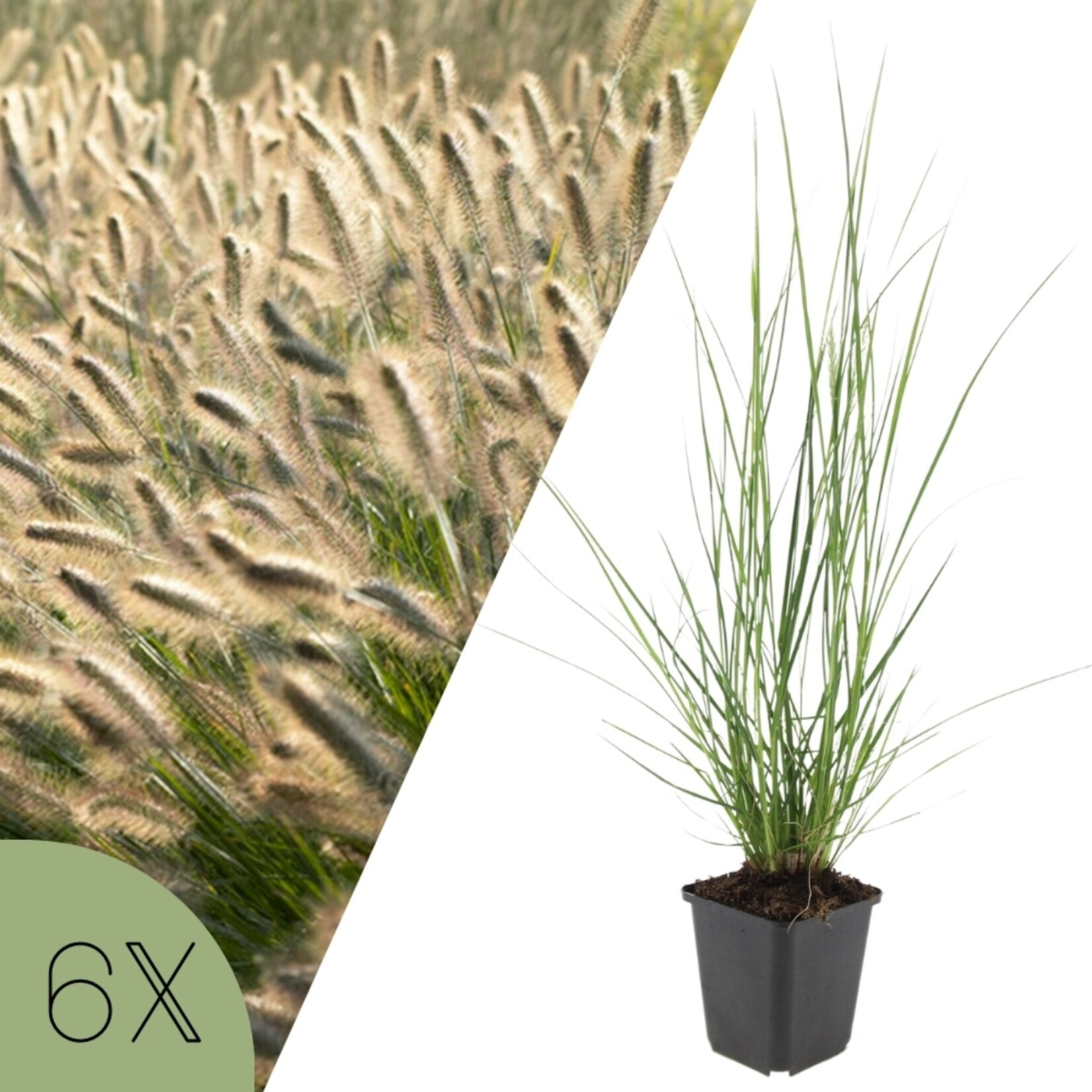 NatureNest Pennisetum Alopecuroides Hameln Siergras – Zachte Pluimen – 3