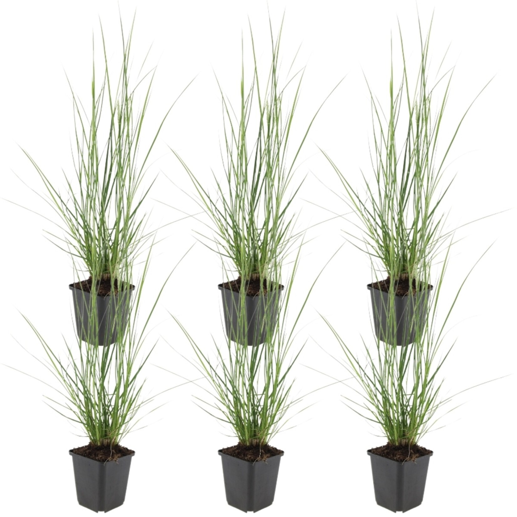 NatureNest Pennisetum Alopecuroides Hameln Siergras – Zachte Pluimen – 3