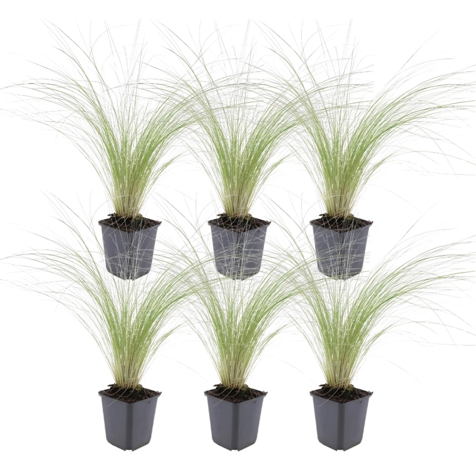 NatureNest Stipa Tenuissima Siergras – Ponytails Federgras Pluimen – 3