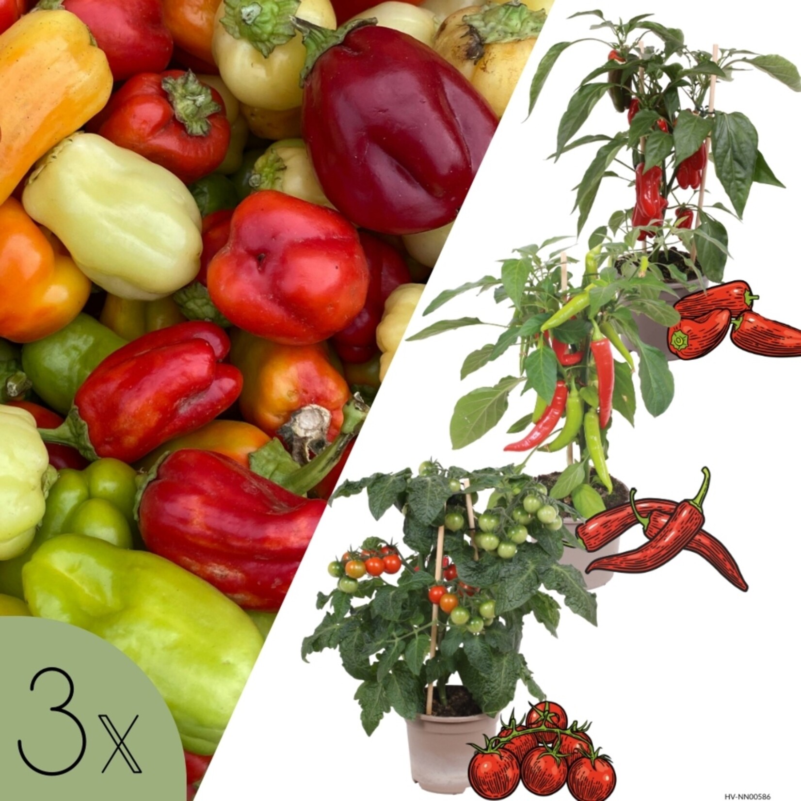 NatureNest Zonnige Oogst Trio Groenteplanten – Tomaat, Paprika en Chilipeper – 3