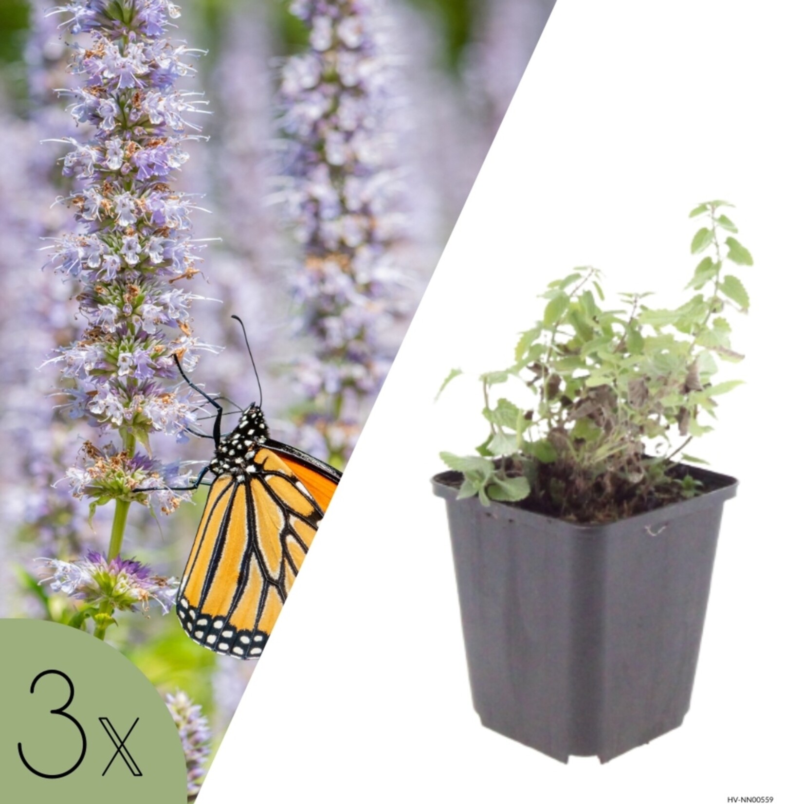 NatureNest Kattenkruid - Set van 3 Tuinplanten - Nepeta Faassenii - Bijen- en Vlindervriendelijk