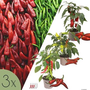 NatureNest Pittig Trio - Set van 3 Peperplanten - PICK-&-JOY® Hot Chili Red, Mild Chili, Snack Pepper Red