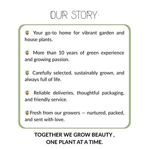 NatureNest Amandelboompje op Stam - 80 cm Stam - Prunus Triloba - Rijkbloeiende Voorjaarsboom