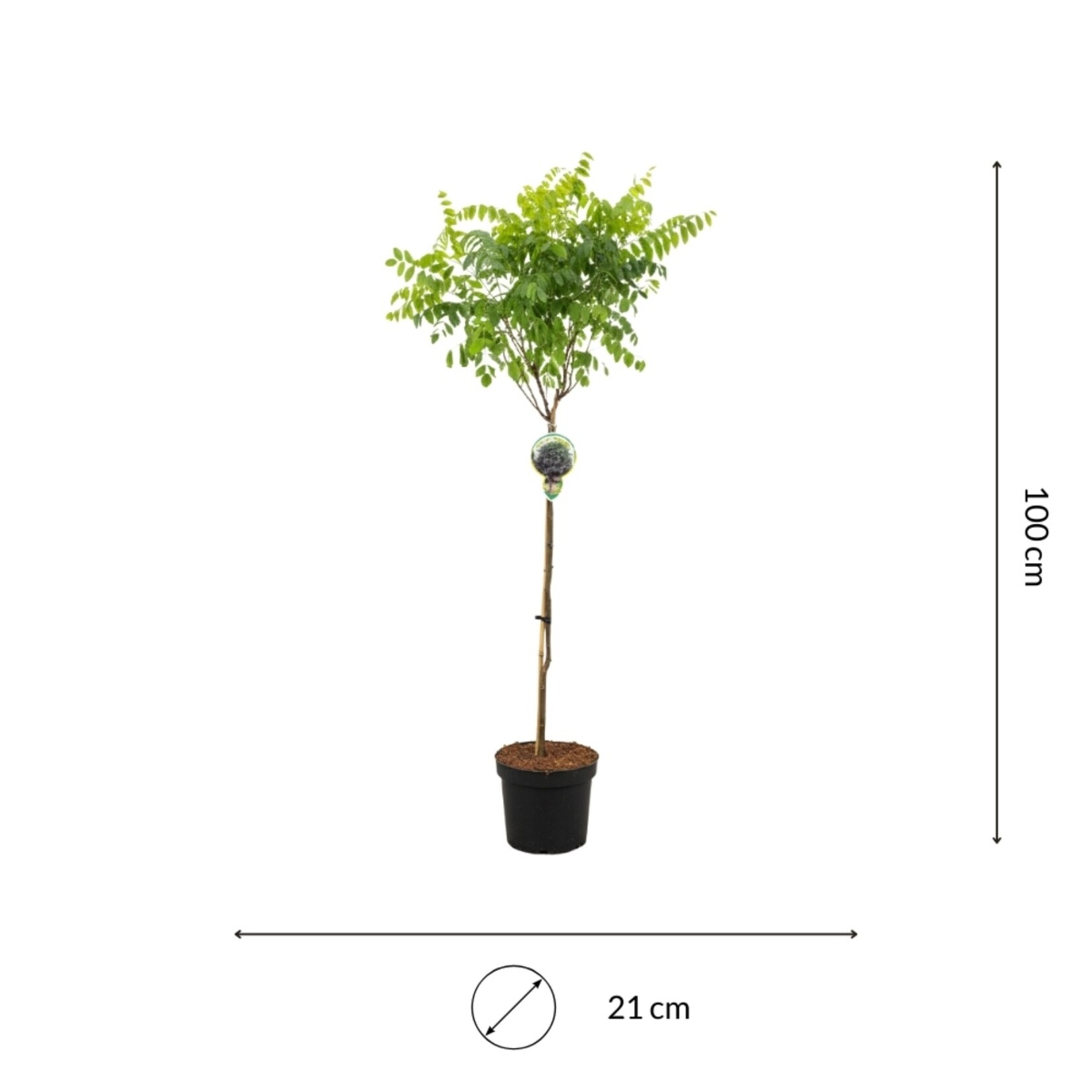 NatureNest Bolacacia op Stam - 80 cm Stam - Robinia Pseudoacacia Umbraculifera - Compacte Schaduwboom