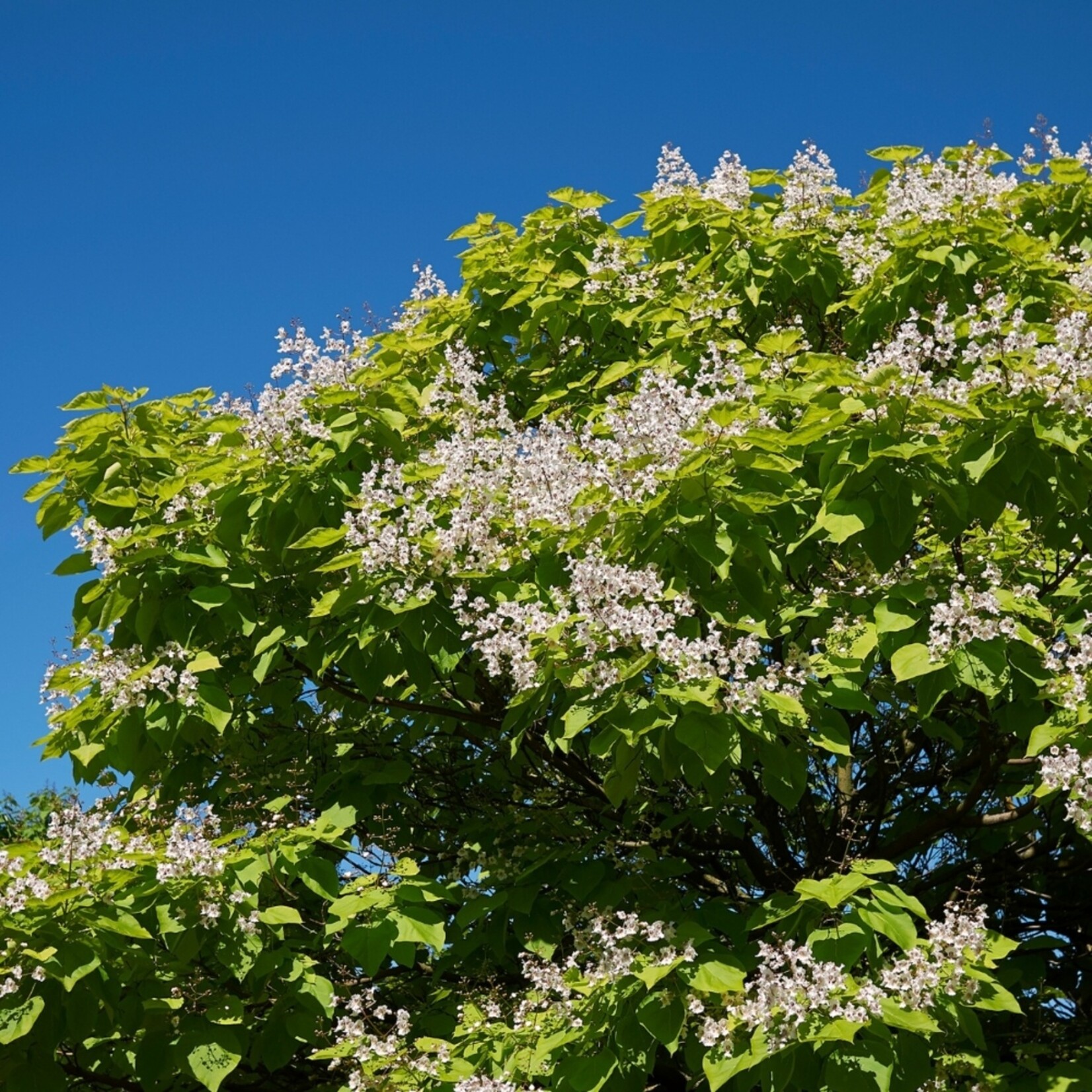 NatureNest Bolcatalpa op Stam - 80 cm Stam - Catalpa Bignonioides Nana - Sierlijke Kleine Tuinboom