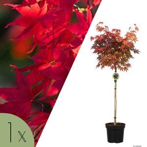 NatureNest Noorse Esdoorn Crimson Sentry - op 80 cm Stam - Acer Platanoides - Smal Groeiende Sierboom