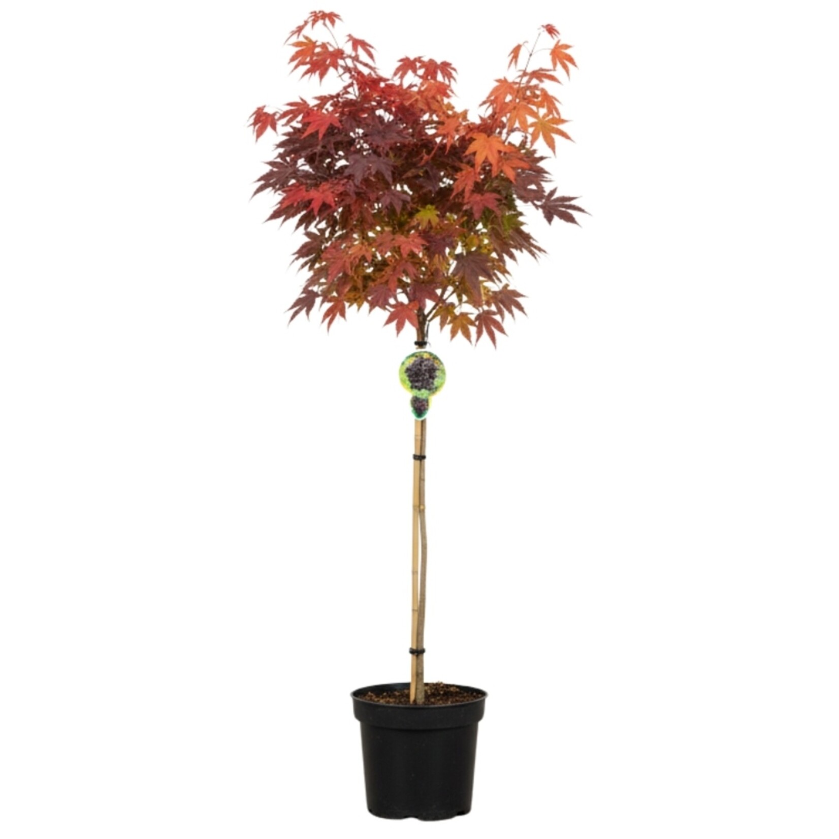NatureNest Noorse Esdoorn Crimson Sentry - op 80 cm Stam - Acer Platanoides - Smal Groeiende Sierboom