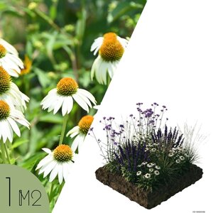 NatureNest Borderpakket Joy - Vaste Borderplanten Mix - Kleurrijke Bloeiers voor de Tuin