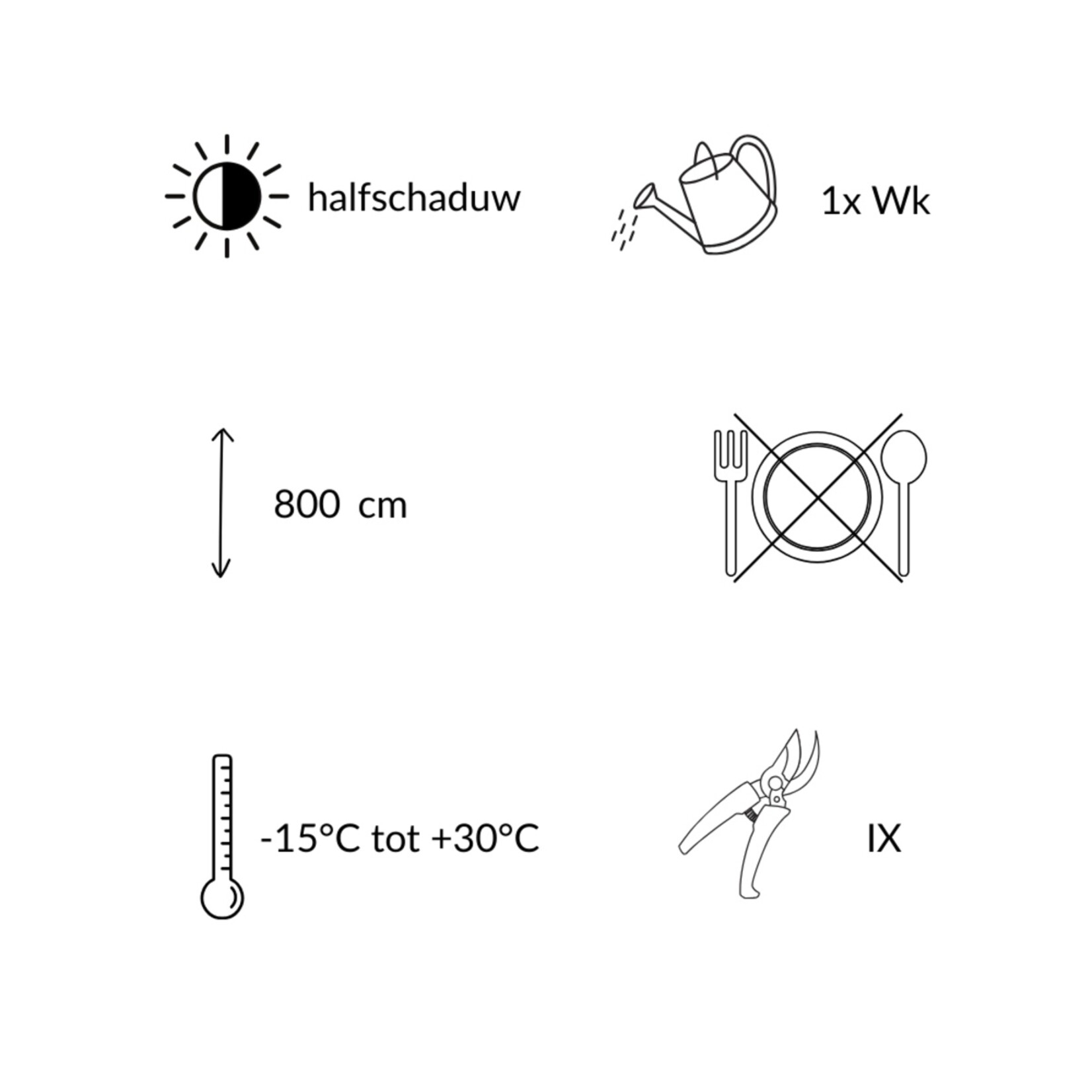 NatureNest Japanse Esdoorn Brilliantissimum - op 80 cm Stam - Acer Pseudoplatanus - Lichtgekleurde Sierboom