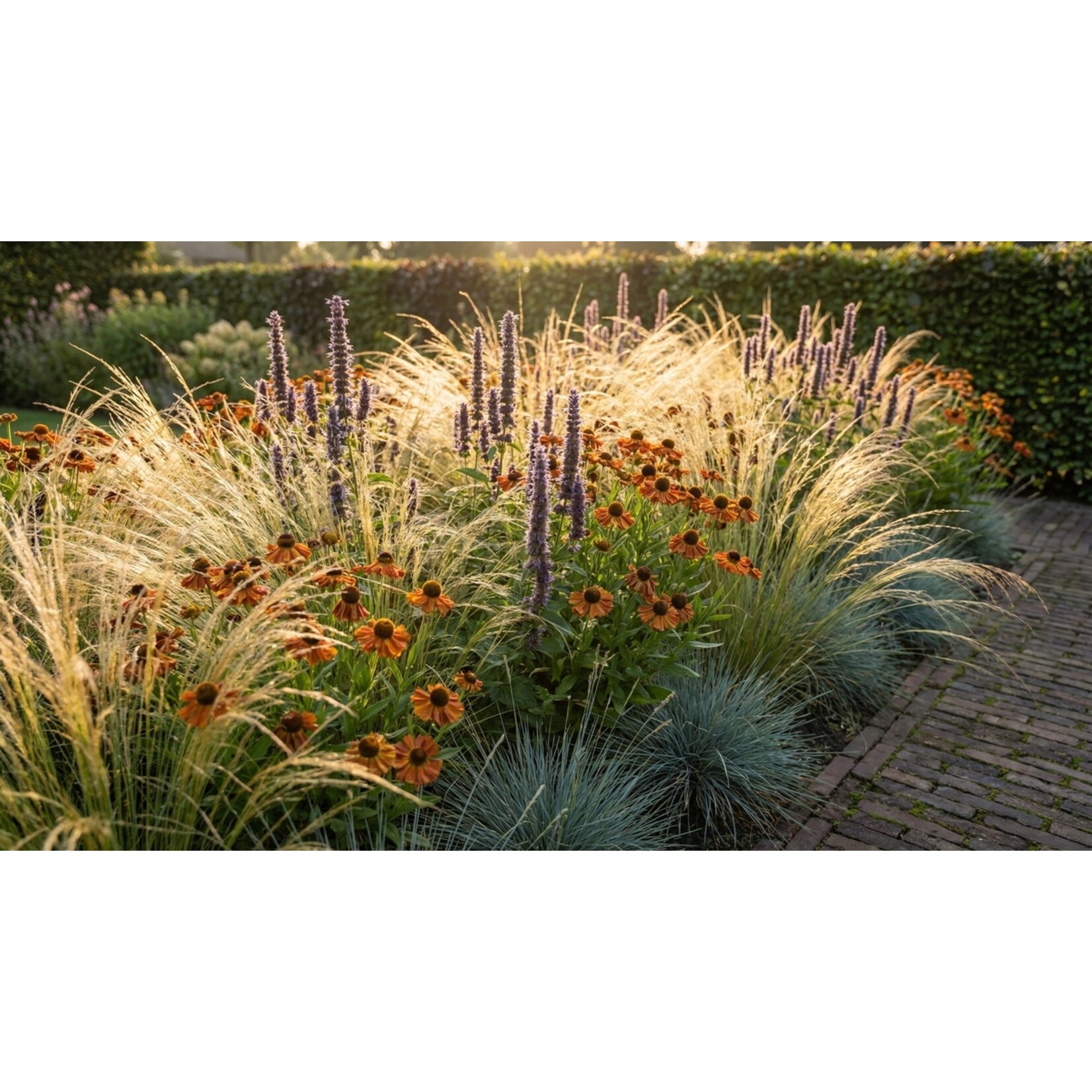 NatureNest Borderpakket Amber - Vaste Borderplanten Mix - Kleurrijke Tuinborder