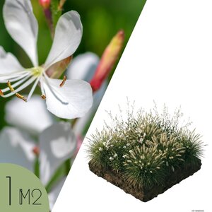 NatureNest Borderpakket Luna - Vaste Borderplanten Mix - Bloeiers voor Zonnige Border