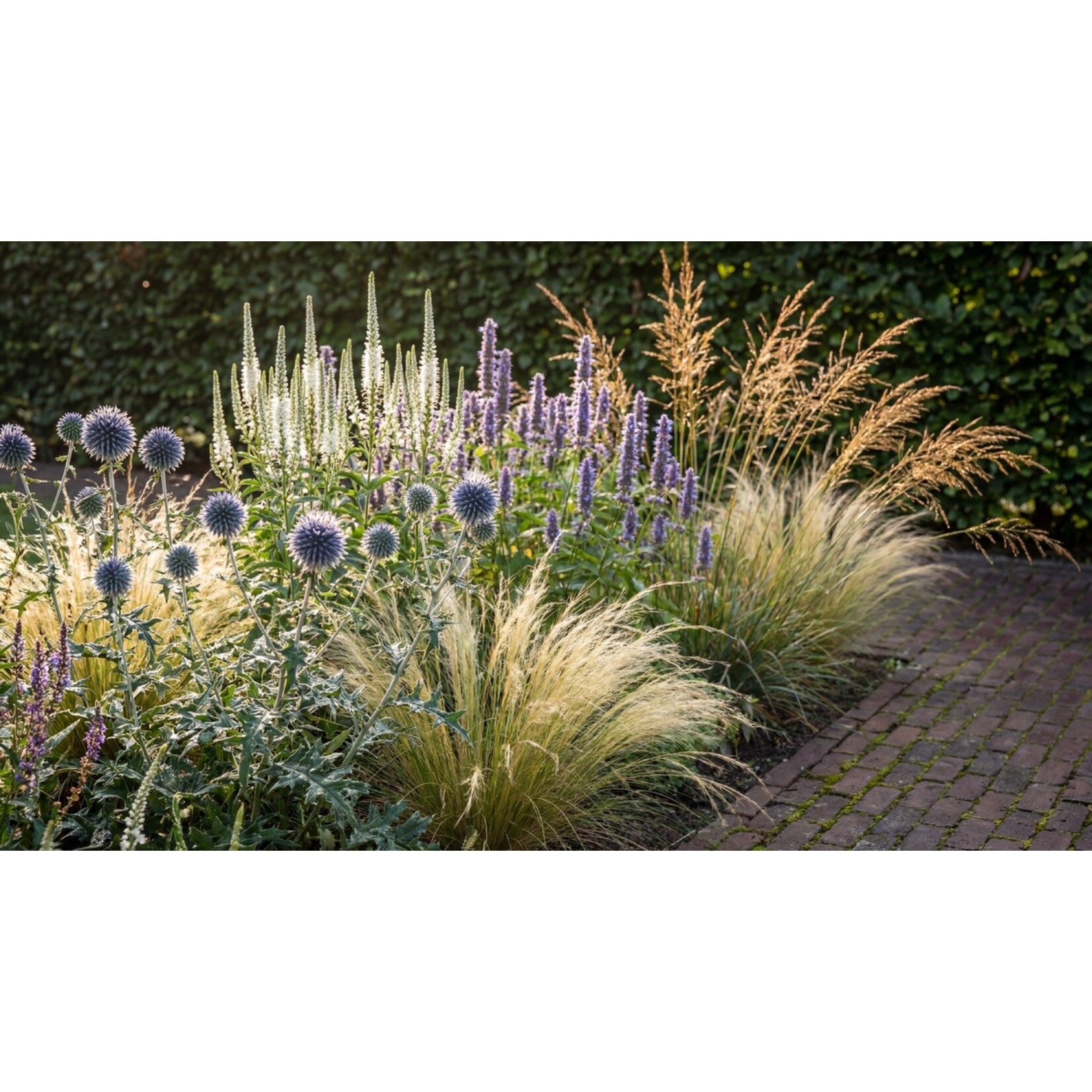 NatureNest Borderpakket Isa - Vaste Borderplantenmix - Kleurrijke Tuinborder