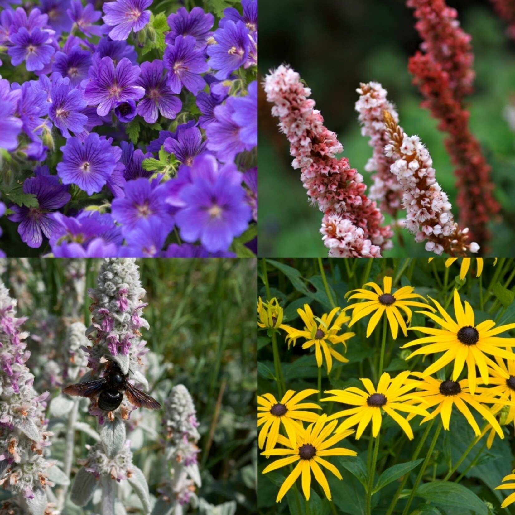 NatureNest Borderpakket Rosie - Vaste Borderplanten Mix - Kleurrijke Bloeiende Tuin