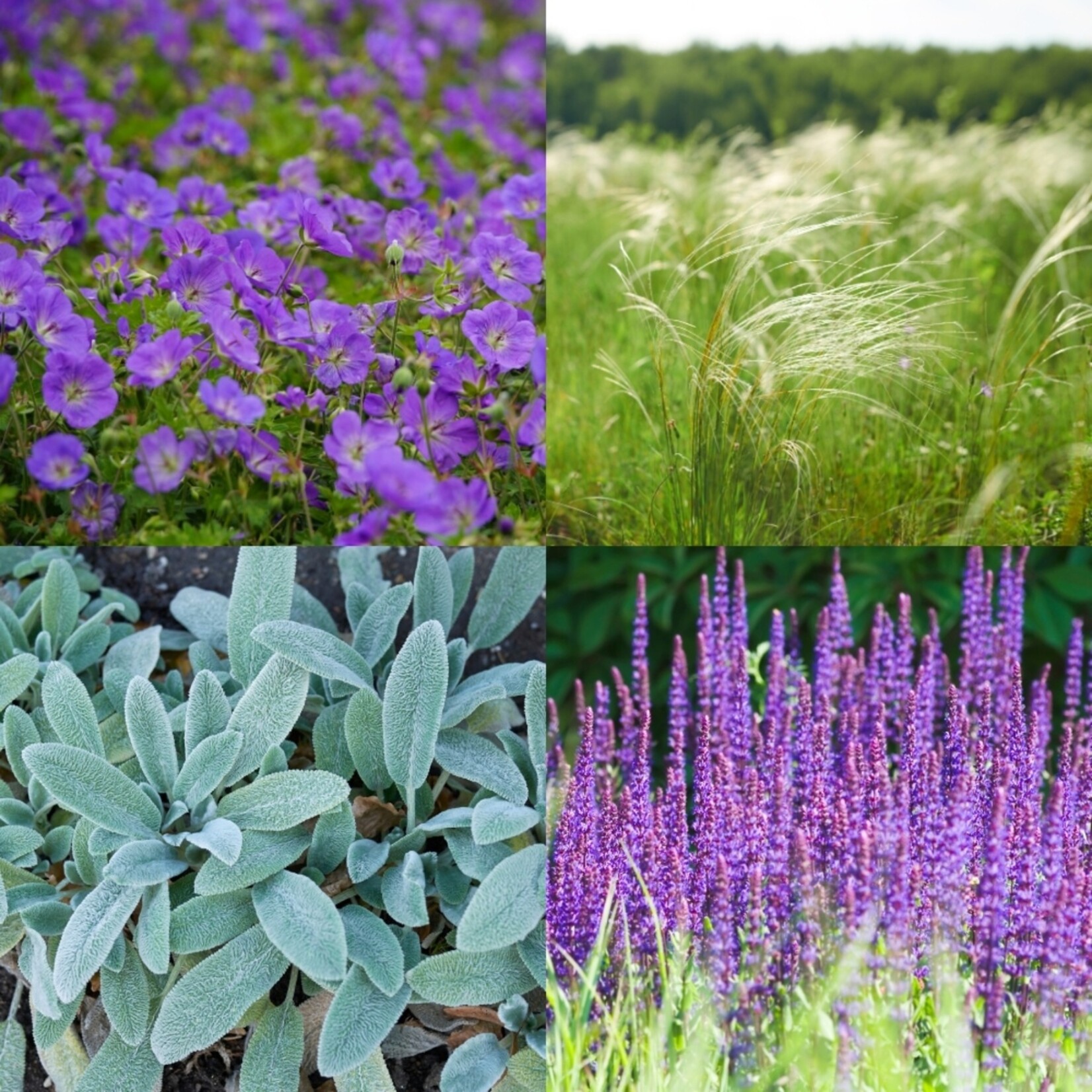 NatureNest Borderpakket Lila - Mix van Bloeiende Tuinplanten - Kleurrijke Border