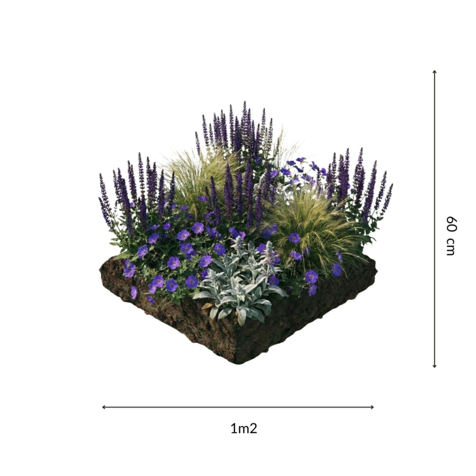 NatureNest Borderpakket Lila - Mix van Bloeiende Tuinplanten - Kleurrijke Border
