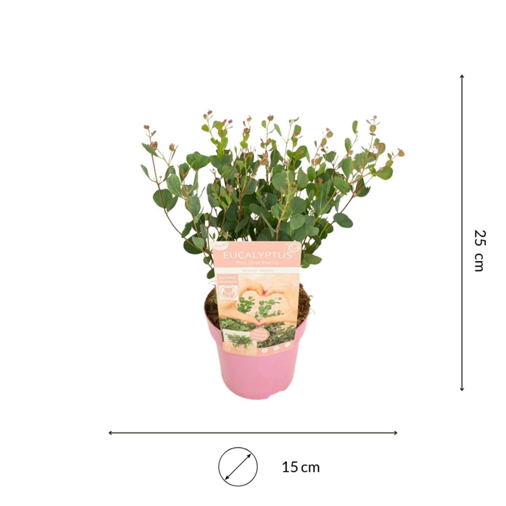 NatureNest Eucalyptus Mix - Set van 3 Soorten - Winterhard – Azura, Baby Blue en Botanic Hearts