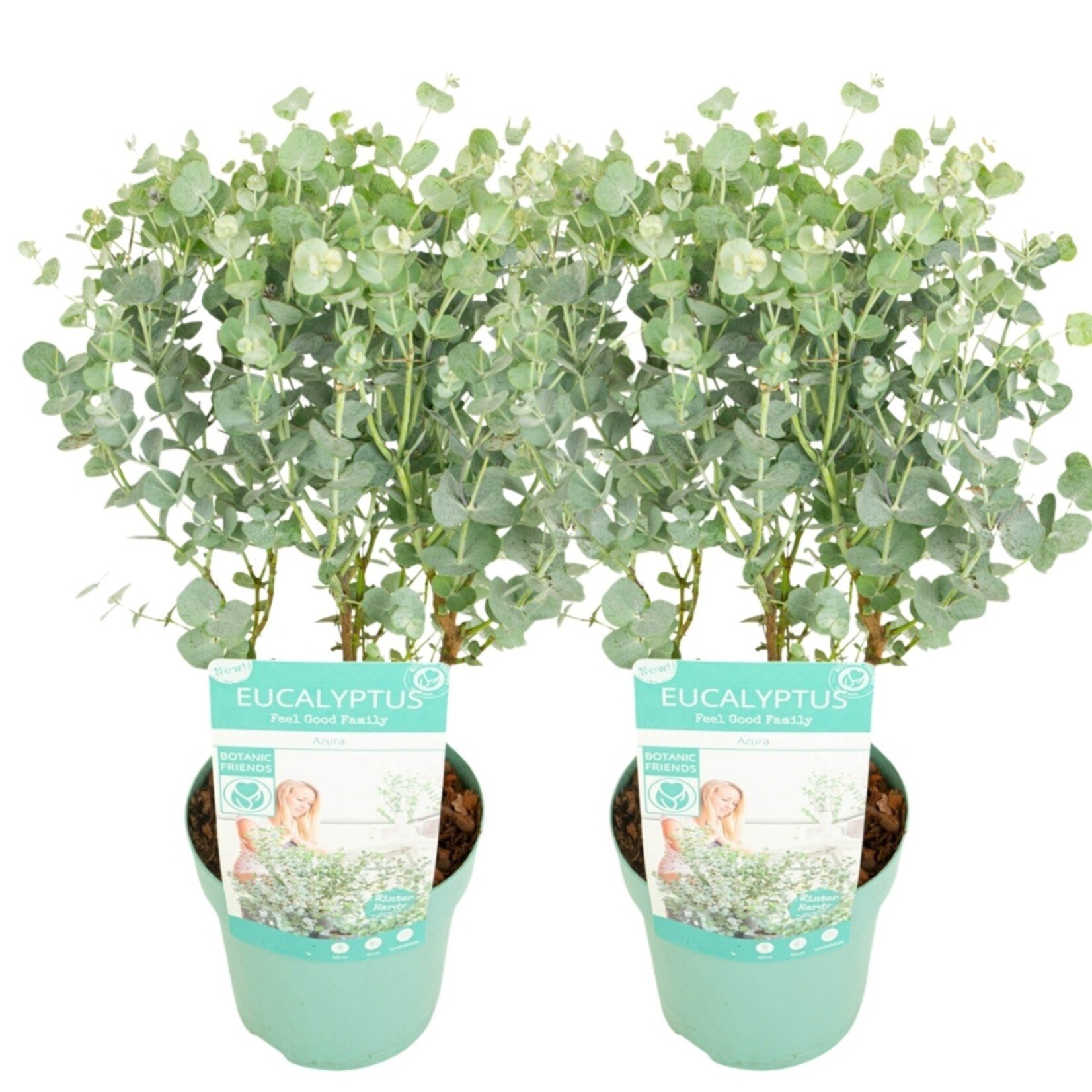 NatureNest Eucalyptus - Set van 2 - Compacte Eucalyptus - Hartvormig Grijs – Botanic Hearts