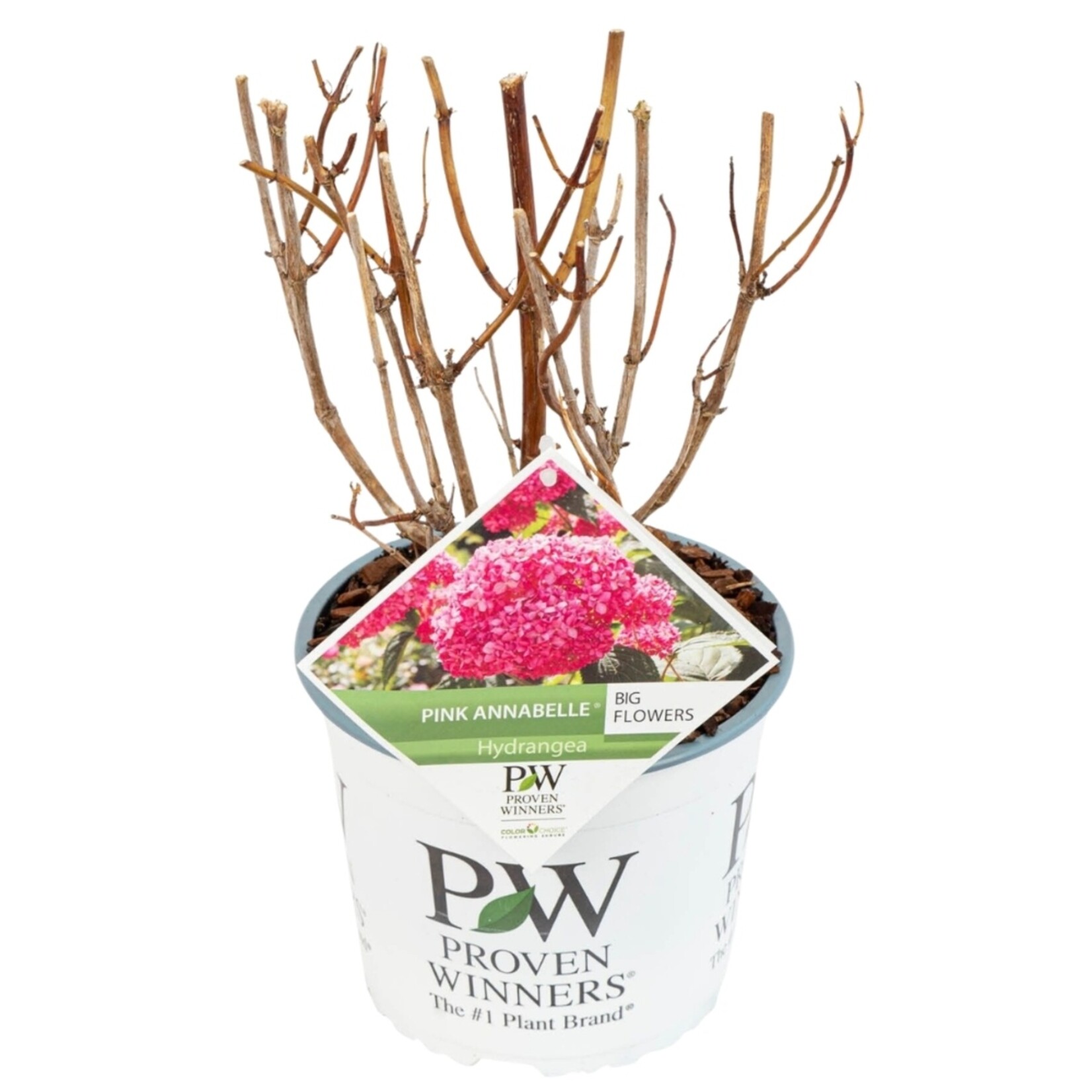 NatureNest Hortensia Annabelle - Sterke Hortensia - Hydrangea Arborescen – Strong Annabelle