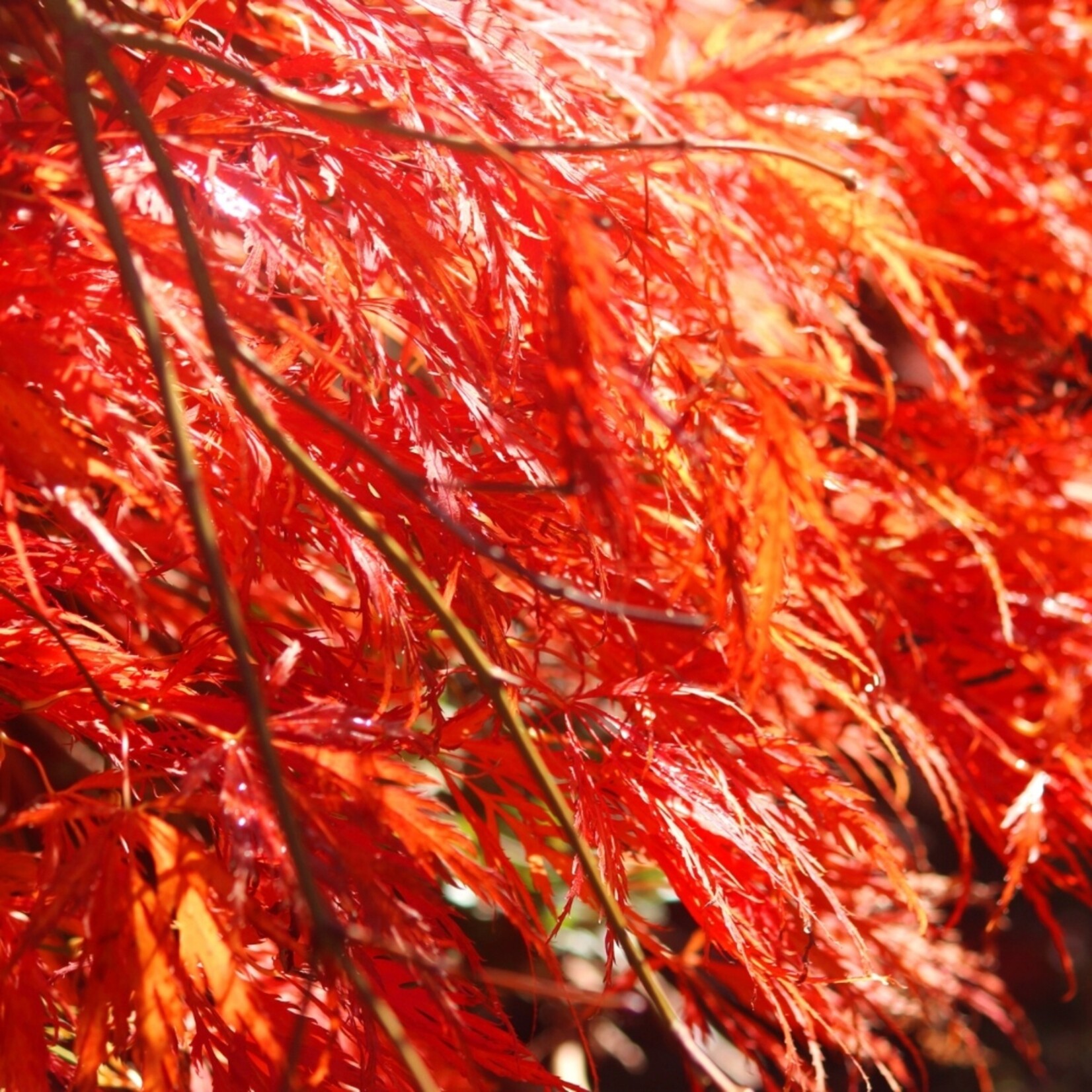 NatureNest Japanse Esdoorn - Set van 3 - Acer Palmatum - Frisgroen Blad