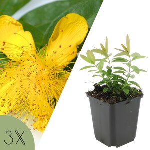 NatureNest Lavendel Hidcote - Set van 3 - Lavandula Angustifolia - Winterhard en Meerjarig