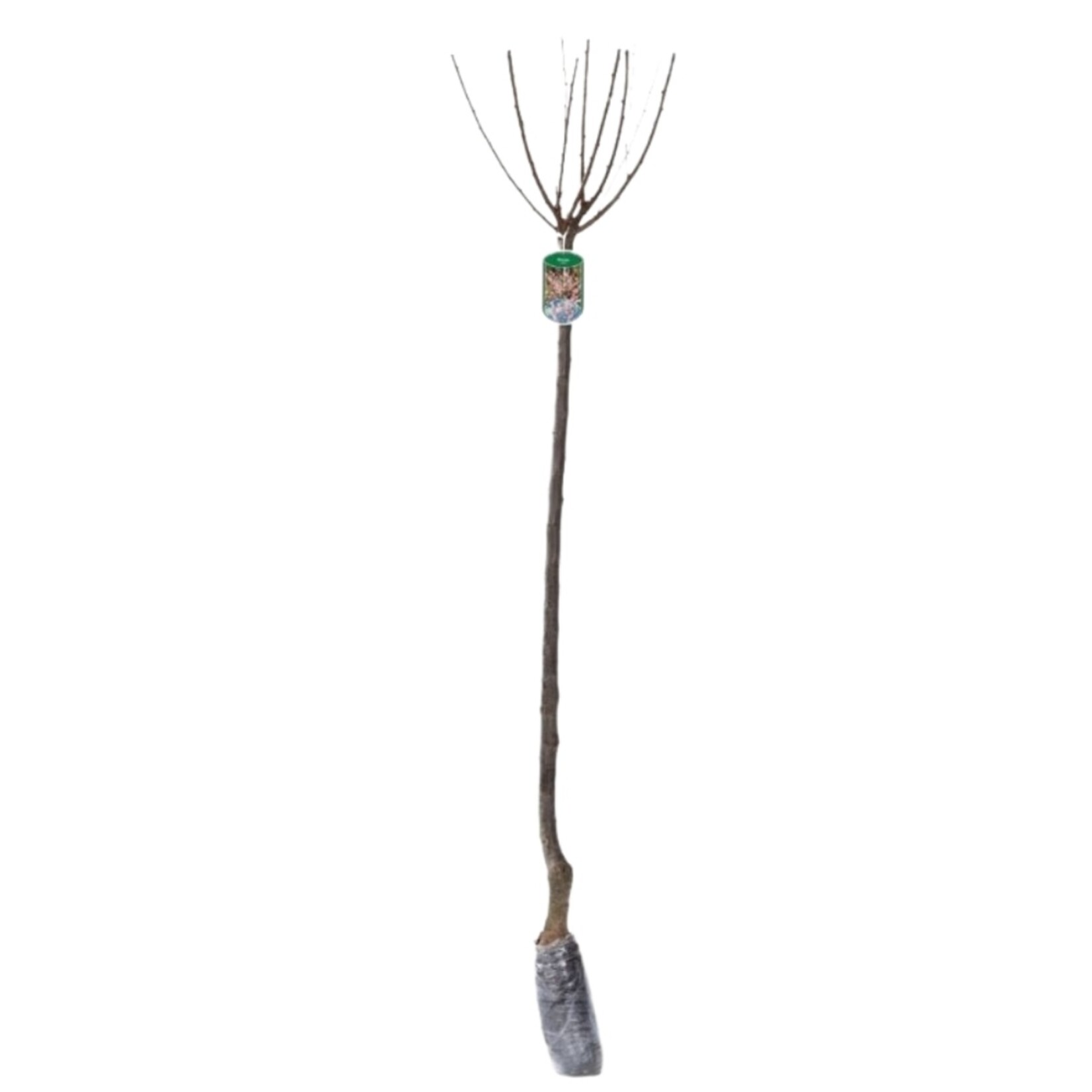 NatureNest Amandelboompje op Stam - 80 cm Stam - Prunus Triloba - Rijkbloeiende Voorjaarsboom