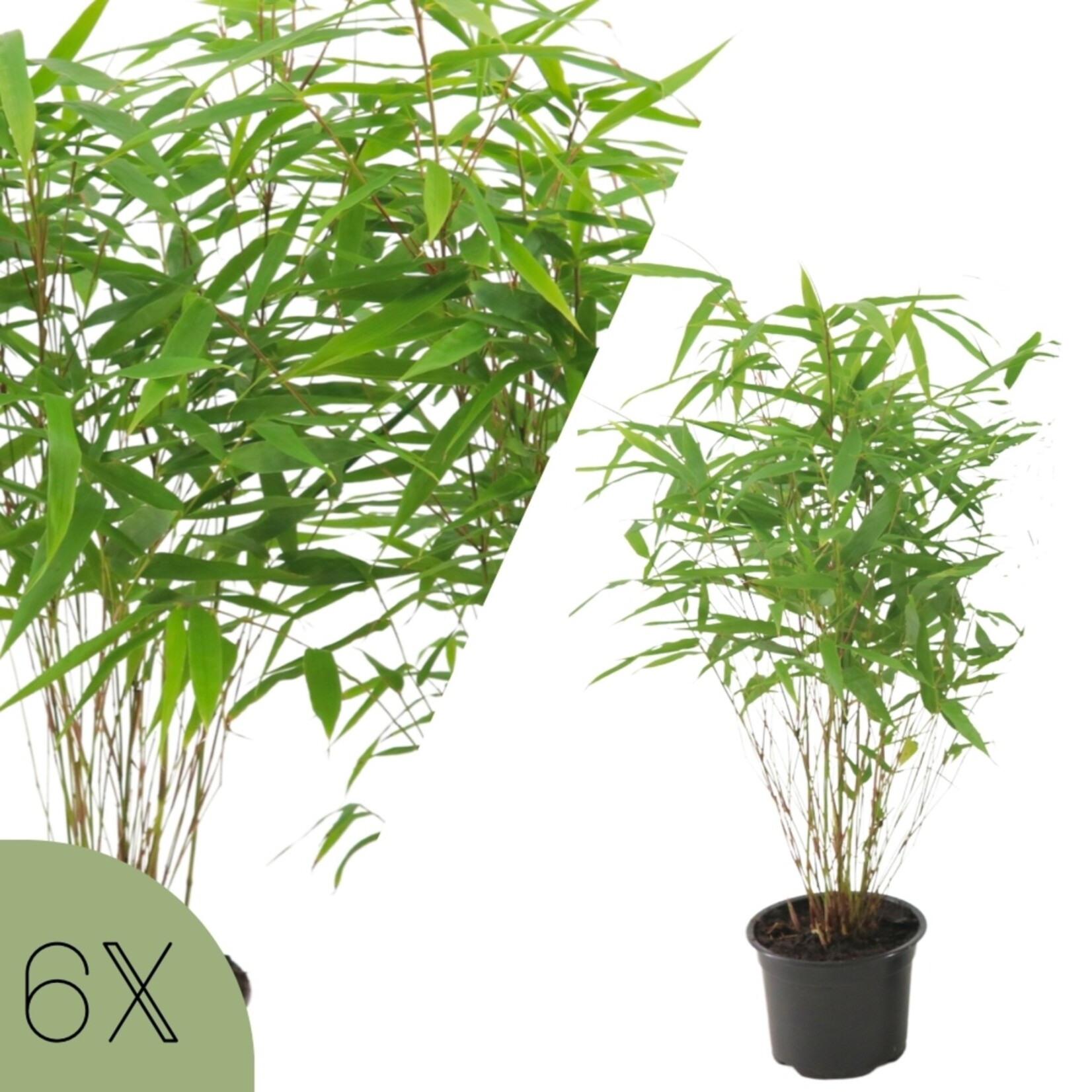 NatureNest Euonymus Fargesia Rufa Bamboeplant – Niet-woekerend en Winterhard