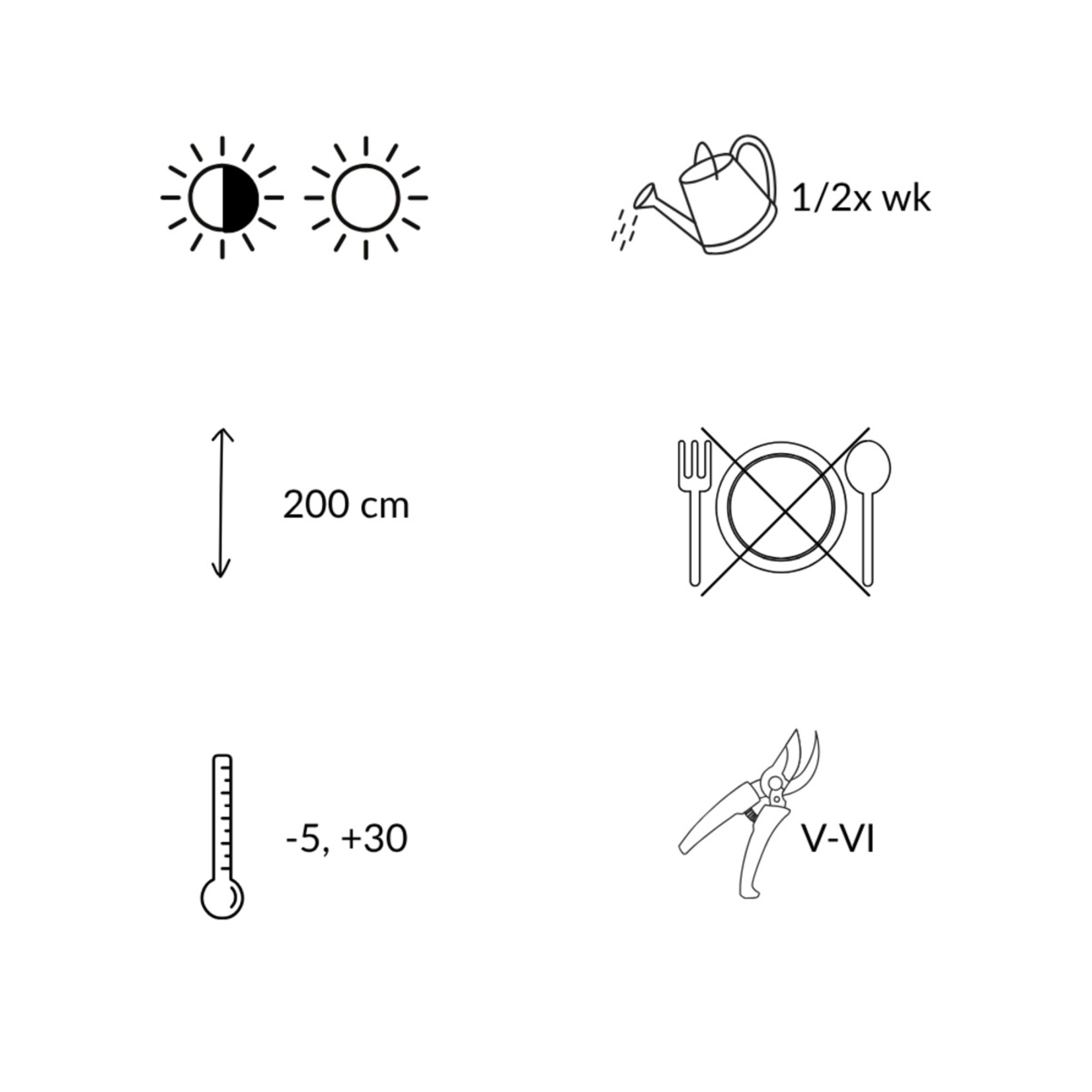 NatureNest Euonymus Fargesia Rufa Bamboeplant – Niet-woekerend en Winterhard